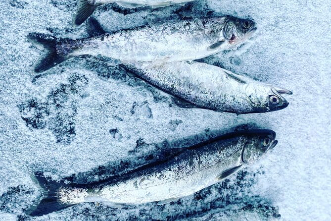 "Aurora Ice" - Ice Fishing & Salmon Dinner Tour - Who Will Love This Tour?