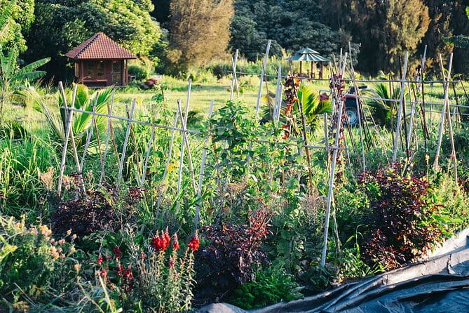 Big Island Farms Tour in Hawaii - A Detailed Breakdown of the Itinerary