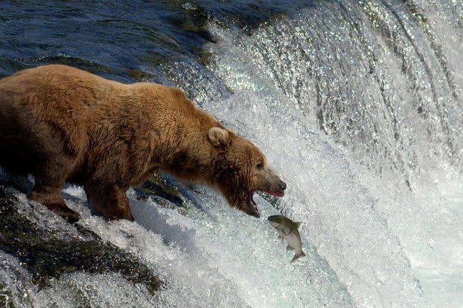Brooks Falls Katmai Bear Viewing in a Float Plane - What’s Included and What’s Not