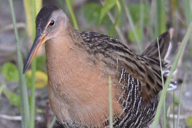 Central Florida Half-Day Private Birding Activity - 2 person max - Final Thoughts: Who Should Consider This Tour?