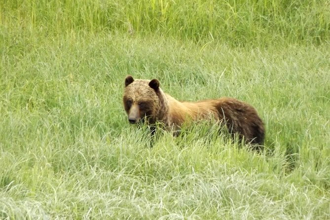 Chichagof Island Tour: Brown Bear Search - Transportation and Practical Considerations