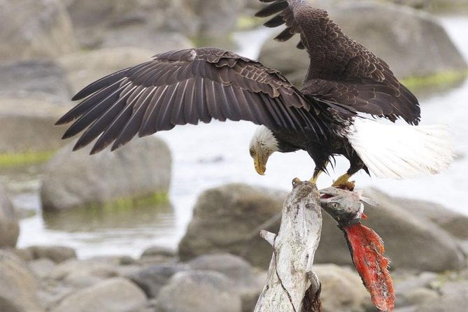 Chilkoot Wilderness and Wildlife Viewing - 6.5 hrs from Skagway - Key Points