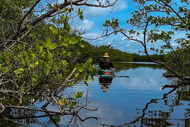 Clear Kayak Ecotour at Robinson Preserve in Bradenton, Florida - Comparing Related Tours