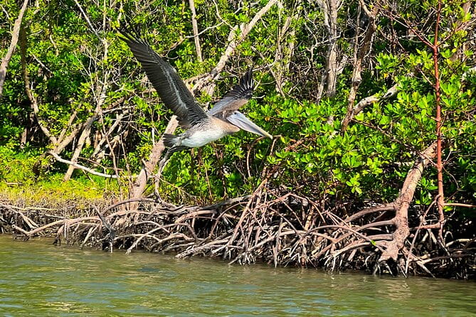 Clear/Standard Kayak Self Guided Island EcoTour Bonita Springs! - Final Thoughts