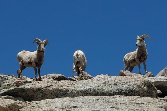 Colorado Gold Rush Mountain and Mine Half-Day Tour from Denver - Touring a Real Gold Mine