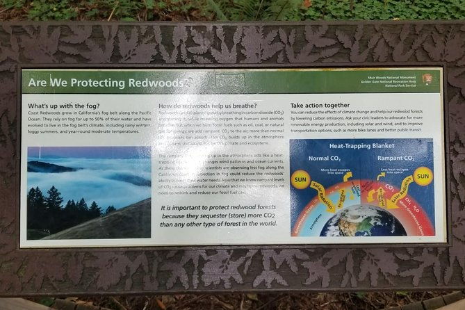 Combo Tour: Muir Woods, Sausalito and Sonoma Wine Country Tour - What the Tour Gets Right