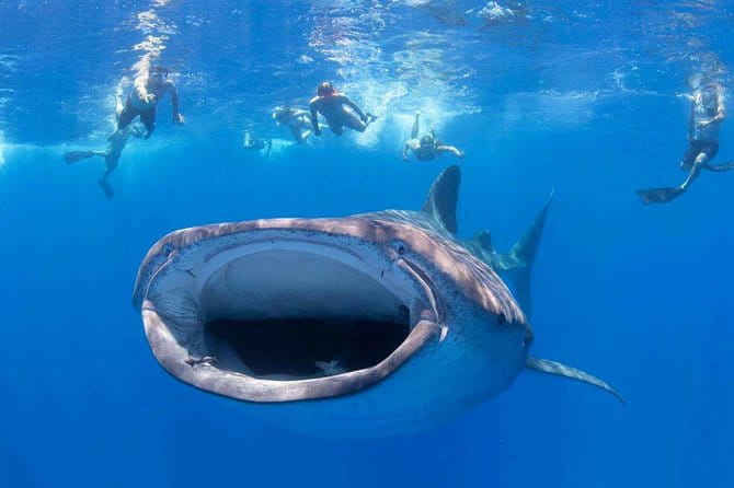 Custom Private Adventure - The Sum Up: Why Book This Private Maui Boat Tour?