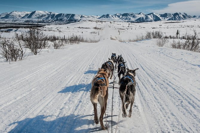 Dog Sledding - Subarctic Wilderness Tour - Meeting the Dogs and the Kennel Tour