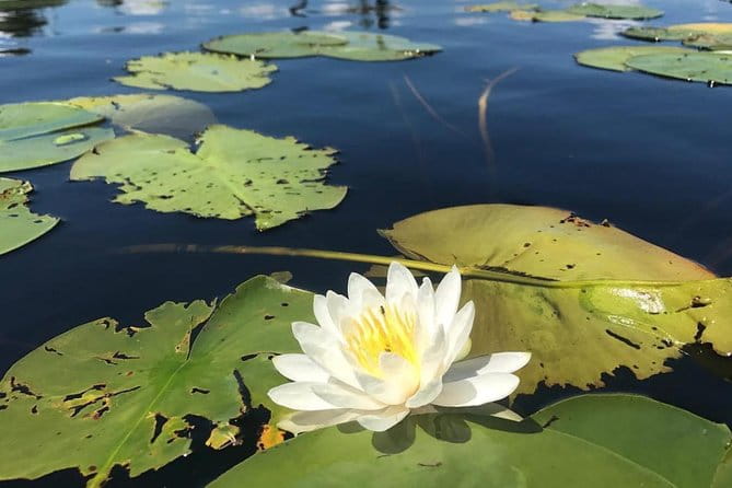 Door County Wetlands Kayak Tour - Is This Tour Worth the Price?
