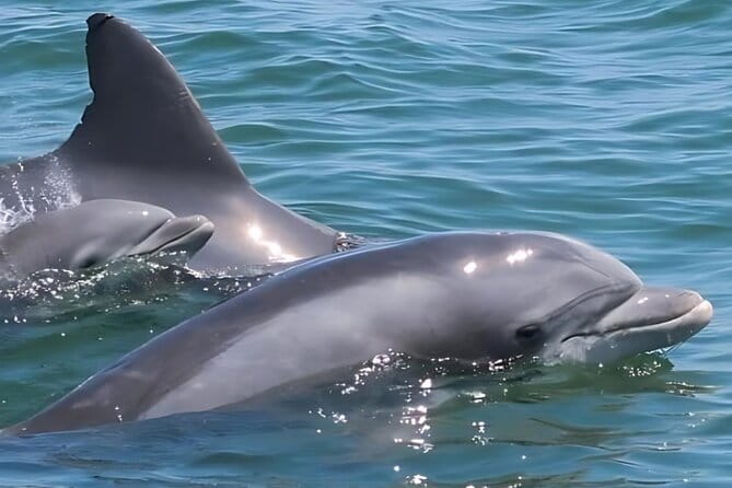 EARLY BIRD SPECIAL: Speed Boat & Dolphin Cruise in Ocean City, MD - What to Expect on the Trip