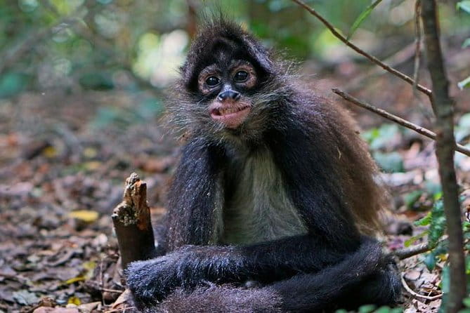 Elephant & Monkey Sanctuary Tour from Johannesburg - What Reviewers Are Saying