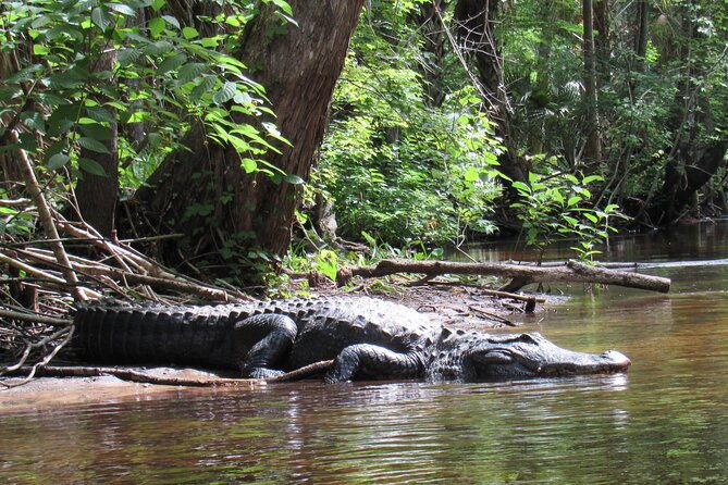 Exclusive Nature Escape Kayak Adventure on Blackwater Creek - Analyzing the Value: Is  Fair for This Experience?
