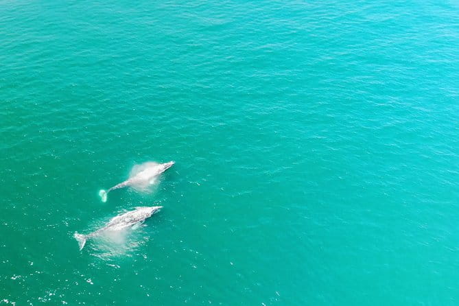 Family and Private Group Whale and Dolphin Watching - Key Points