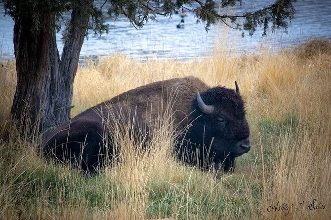 Flathead Lake & Bison Range Scenic Driving Tour - Who Would Love This Tour?
