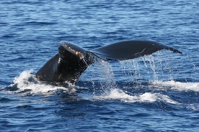 From Ma'alaea Harbor: Sunset Whale Watch Tour Aboard the Malolo - Who Is This Tour Best For?
