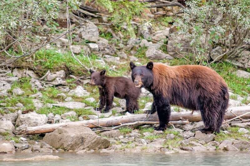 From Seattle: Canadian Rockies 7Day National Parks Tour - Who This Tour Is Best For