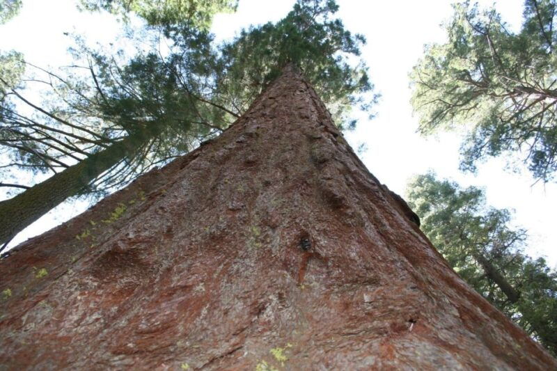 From Vegas to San Francisco: 7-Day National Park Tour - What to Expect From the Experience