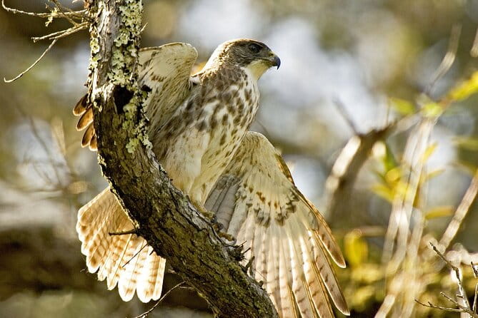 Full-Day Hakalau Forest Reserve Bird Watching Adventure - Why This Tour Offers Excellent Value