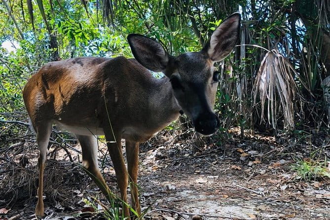 Full-Day Tour of Florida Keys Including Aquarium Encounters from Key West - FAQs