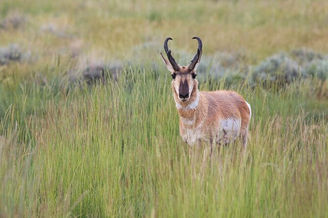 Full Day Yellowstone Nat'l Park Tour From West Yellowstone - Detailed Breakdown of the Itinerary