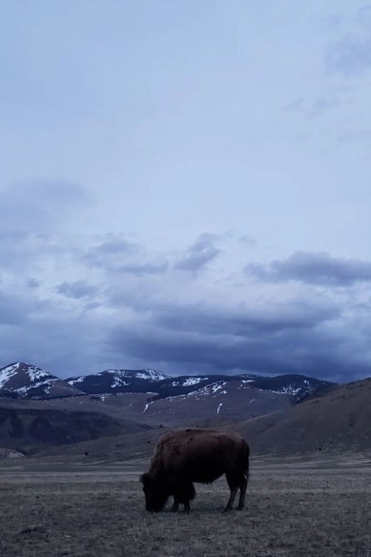 Gardiner: Yellowstone National Park Wildlife Guided Tour - The Itinerary: What to Expect