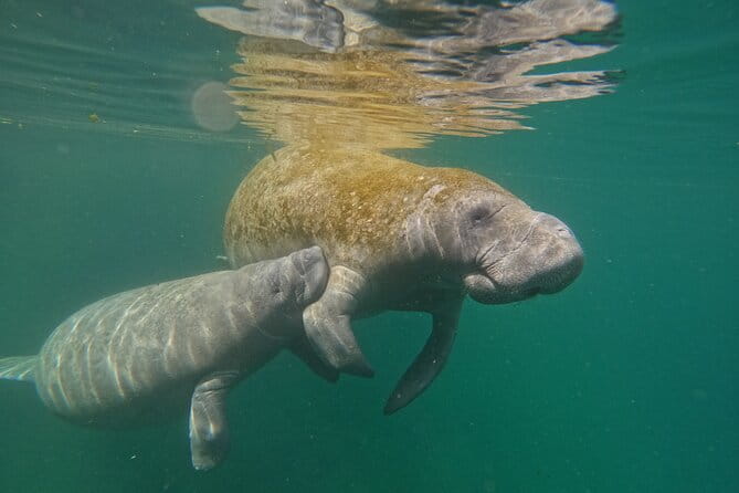 Guided Crystal River Manatee Snorkeling Tour - Why This Tour Is Worth Considering