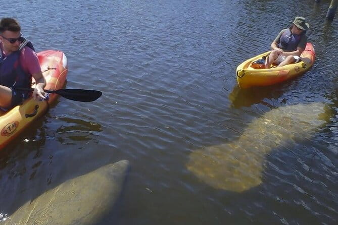 Guided Kayak Dolphin Eco Tour in Pelican Bay - Wildlife and Ecosystem Highlights
