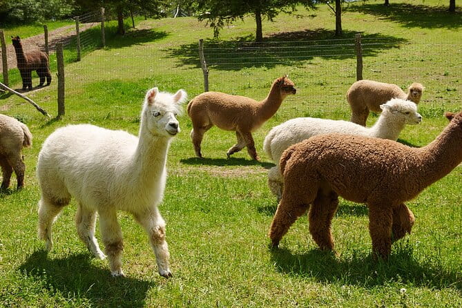 Guided Lilymoore Alpaca Farm Tour - Who Will Love This Tour?