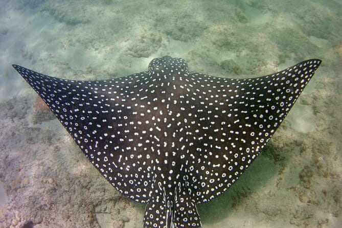 Guided Snorkel Experience in Fort Lauderdale - Final Thoughts: Is It Worth It?