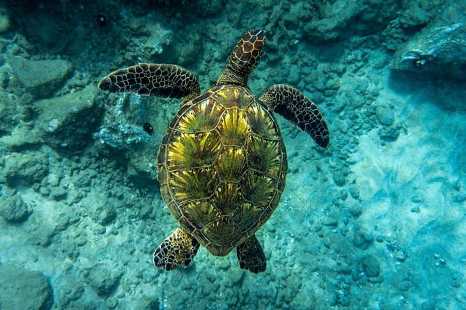 Guided Turtle Town Snorkeling Tour with Underwater Photos - Frequently Asked Questions