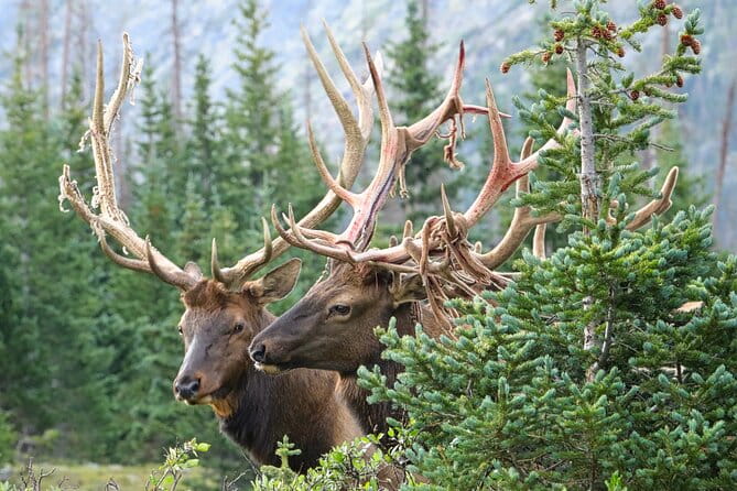 Half-Day Rocky Mountain National Park "Lake and Meadows Tour" - The Sum Up: Is It Worth It?