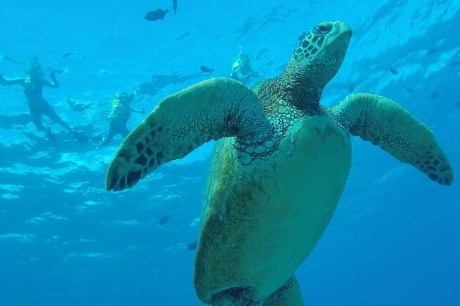 Hanauma Bay Guided Snorkel Tour (with guaranteed entrance time) - The Sum Up