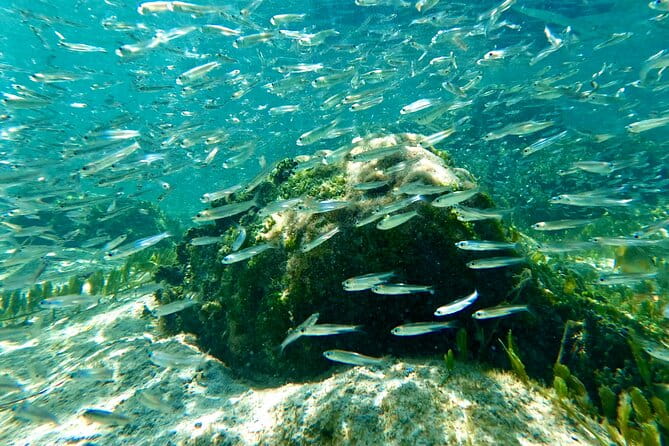 Hilo Sea Turtle Snorkel Adventure - Detailed Breakdown of the Tour Experience