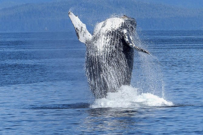 Humpback Whale and Dolphin Watch in Kona - Final Thoughts