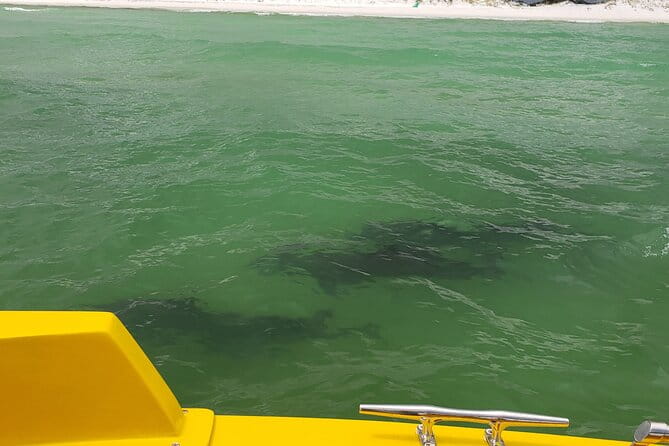 Hydro Rocket Dolphin Sightseeing Boat Tour from Destin - Practical Tips for a Great Experience