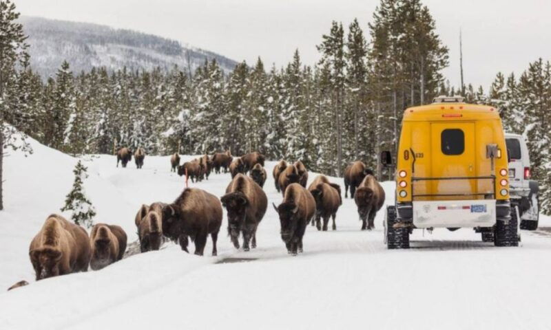 Jackson: 4-Day Grand Teton & Yellowstone Winter Tour - What to Expect and Practical Insights