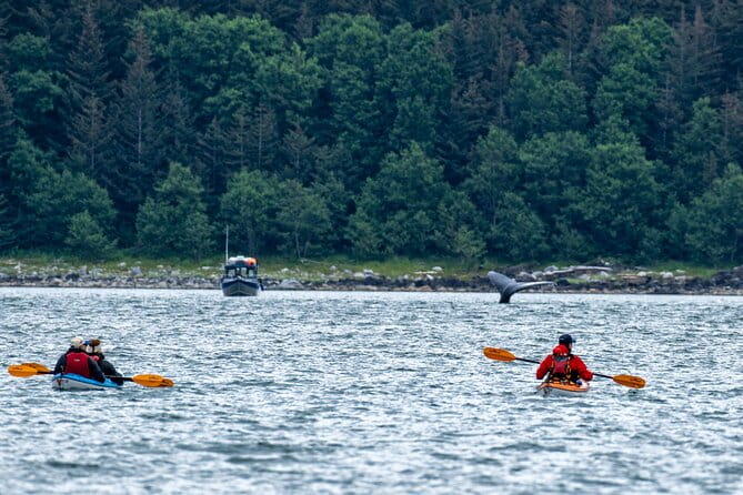 Juneau Shore Excursion: Paddle with Whales Kayak Adventure - What Makes This Tour Stand Out?