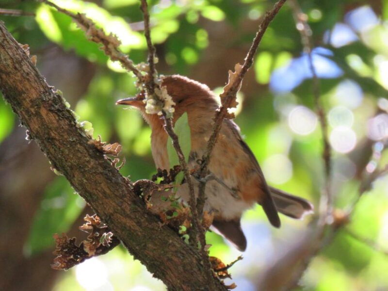 Kauai: Waimea Canyon & Kokee State Park Private Tour - Authentic Experiences and Traveler Feedback