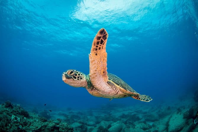 Kauai's Ultimate Scooter Adventure 2 Tank Dive (Advance Certified Divers Only) - The Itinerary: What to Expect