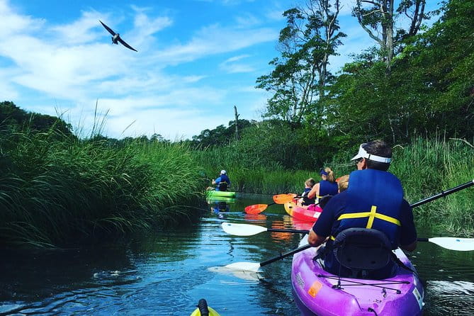 Kayak The Creek Nature Tour - Who Will Love This Tour?