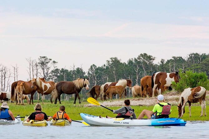 Kayak Tour along Assateague & Chincoteague Island, Virginia - Who Should Consider This Tour?