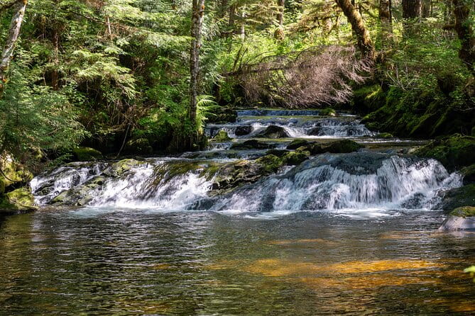 Ketchikan Magical Old-Growth Creek Trek Guided Tour - Who Will Love This Tour?