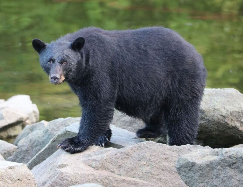 Ketchikan: Potlatch Park, City and Wildlife Private Van Tour - Analyzing the Value