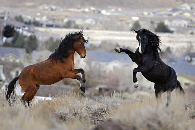 Kicking Red Canyon Wild Mustang Bus Tour Deals 5 PM In Cody - What You Can Expect on the Tour