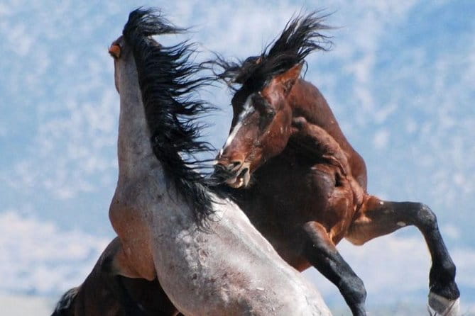 Kicking Red Canyon Wild Mustang Bus Tour Deals 8am Daily - A Closer Look at the Tour Itinerary