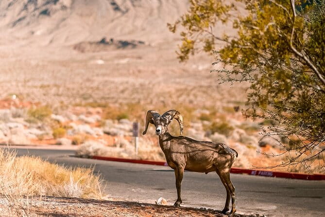 LasVegas Small Group 6Hour Valley of Fire/Hoover Dam/Boulder City - Who Will Love This Tour?