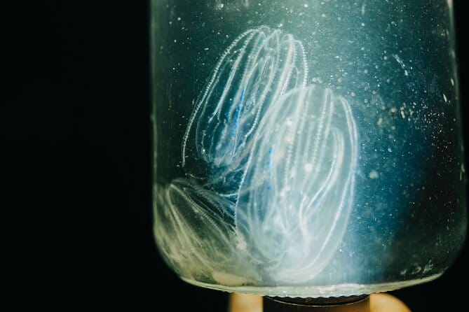 LED Bio Comb Jelly Clear Bottom Kayak or Paddleboard Tour! - What You’ll Love About the Tour