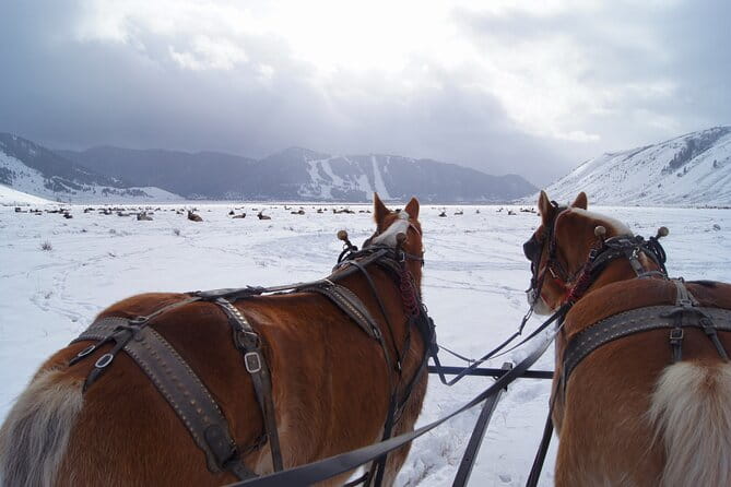 Luxury 1/2 Day Winter Grand Teton Tour & Sleigh Ride - Comfort, Convenience, and What’s Included