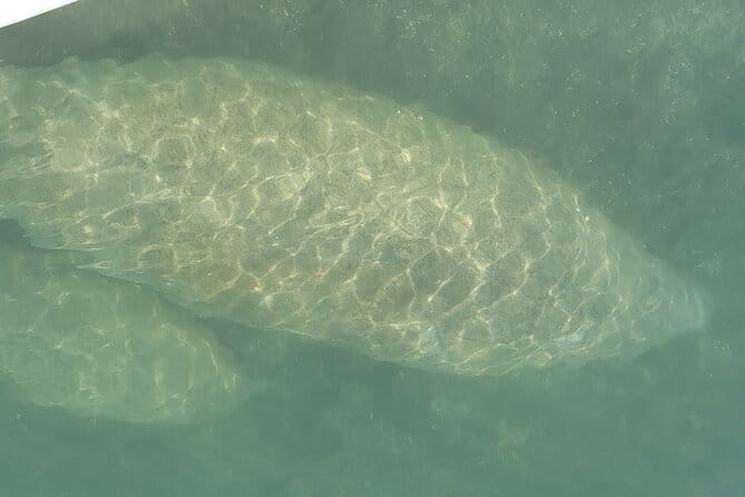 Mangrove Jungle Exploration on SUP/Kayak - What Travelers Are Saying