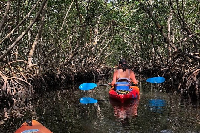 Mangrove Tunnels Pedal Kayak Eco-Tour in Anna Maria - The Balance of Value: Price and Experience